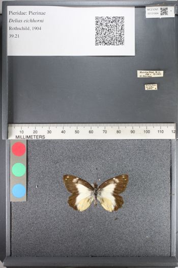 Media type: image;   Entomology 131664